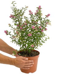 Symphoricarpos Magical Winterberry | Large 3L Pot
