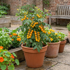 Set of 3 or 6 Large Plants - Tomato Honeycomb Variety, Outdoor Garden Ready, 10.5 cm