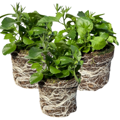 Lobelia Sweet Springs Blue | 3 or 6 1L Pots