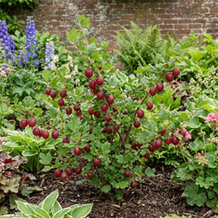 Gooseberry Hinnonmaki Red Bush, Self Pollinating Hardy Fruit Plant, Garden Ready, 2Ltr Root Ball