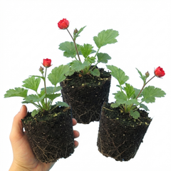 Set of 3 or 6 Geum Mrs Bradshaw Hardy Perennial Plants, Scarlet Red Double Cottage Garden Flowers, Outdoor Garden Ready, 1 Litre Root-Ball