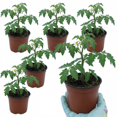 Set of 3 or 6 Large Plants - Tomato Gardeners Delight Variety, Ready to Plant in Your Garden