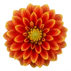 1 Large Plant - Dahlia Maggiore Fun Flame, Ready to Plant in Your Garden, 3L Pot