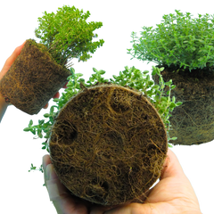 Thyme Lemon Variegated | 3 or 6 1L Pots