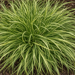 1 Carex Evercream Ornamental Grass Plant, Evergreen Hardy Perennial Sedge, 2 Litre Root Ball