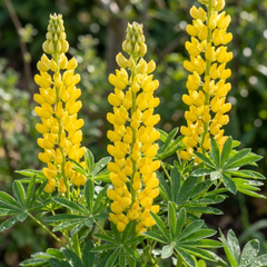 Yellow Lupin Perennial Plants, Hardy Cottage Garden Ready, Summer Flowering, 1 Litre Root Ball