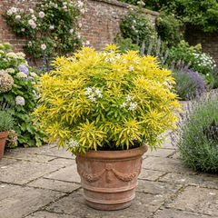 Choisya Goldfinger Plant, Hardy Evergreen Mexican Orange Blossom Shrub, 3L Root Ball