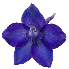 1 Delphinium Pixie Neptune Rocket, Hardy Perennial Flowering Plant, Garden Ready, 3 Litre Root Ball