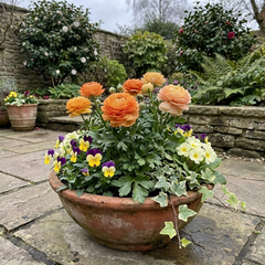 Set of 3 or 6 Ranunculus Vortex Orange Apricot Persian Buttercup Plants, Hardy Perennial, Spring Flowering, Outdoor Garden Ready, 1 Litre Root-Ball
