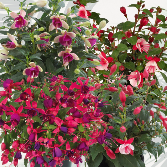 Fuchsia Diva Random Colour Mix | 3 or 6 1L Pots