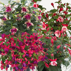 Fuchsia Diva Random Colour Mix | 3 or 6 1L Pots