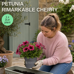 1 Large Plant - Petunia Rimarkable Cherry, Ready to Plant in Your Garden, 2L Pot
