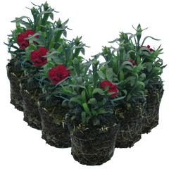 Carnation Dark Red | 3 or 6 1L Pots