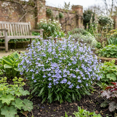 3 Large Plants - Lobelia Springs Lavender, Ready to Plant in Your Garden