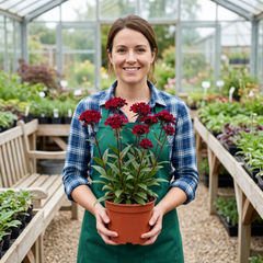 Set of 3 or 6 Lychnis Atrosanguinea ‘Rose Campion’ Hardy Cottage Garden Perennial Plants, Summer Flowering, Outdoor Garden Ready, 1 Litre Root-Ball