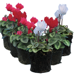 Cyclamen Silver Leaf Mix | 3 or 6 1L Pots