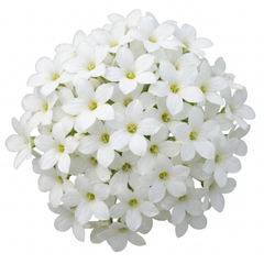 Saxifrage Marto White Mossy Alpine Plants, Hardy Evergreen Perennial Rockery Ground Cover, Outdoor Garden Ready, 1 Litre Root-Ball