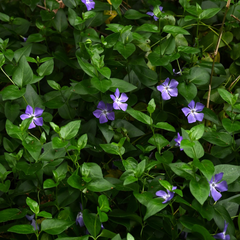 Vinca Minor | 2L Pot