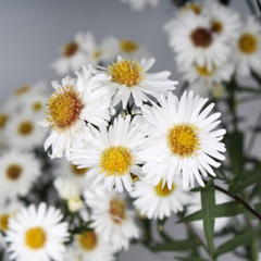 Aster Alpha White | 2L Pot