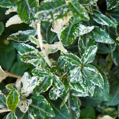 Euonymus Harlequin | 2L Pots