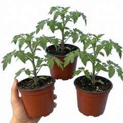 Set of 3 or 6 Large Plants - Tomato Lemon Sherbet, Ready to Plant in Your Garden, 10.5 cm
