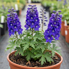 1 Delphinium Pixie Neptune Rocket, Hardy Perennial Flowering Plant, Garden Ready, 3 Litre Root Ball