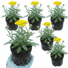 Set of 3 or 6 Achillea Cloth of Gold Yarrow Plants, Hardy Perennial, Bee Friendly Garden Flowers, Outdoor Garden Ready, 1 Litre Root-Ball