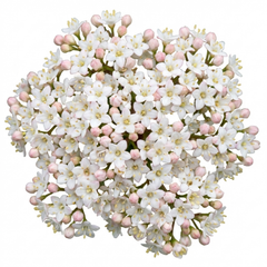 Viburnum Tinus Evergreen Hedge Plant, Hardy Outdoor Garden Ready, 7.5L Root Ball