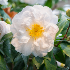 Camellia White | 3L Pot