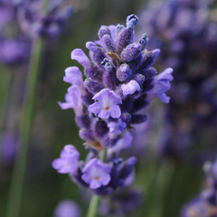 Lavender Light Blue | 2L Pot