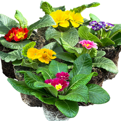 Primrose Growers Selection | 3 or 6 1L Pots