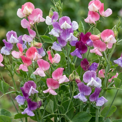 Sweet Pea Cupid Mix, 10.5 cm Rootballs