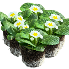 Primrose White | 3 or 6 1L Pots