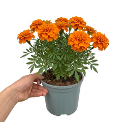 1 Large Plant - Marigold Durango Tangerine, Outdoor Garden Ready, 2L Pot