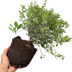 Pittosporum Tom Thumb | 3L Pot