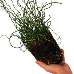 Juncus Spiralis, Ready to Plant in Your Garden, 2L Pot