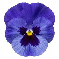 Pansy Delta Pro Marina Plants, Hardy Winter & Spring Flowering Pansies, Litre Root Ball