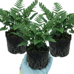 Dryopteris Linearis Polydactyla Male Fern Plants, Hardy Shade Loving Perennial Ferns, Garden Ready, 1 Litre Root-Ball