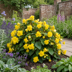1 Large Plant - Begonia Non Stop Mocca Yellow, Outdoor Garden Ready, 5L Pot