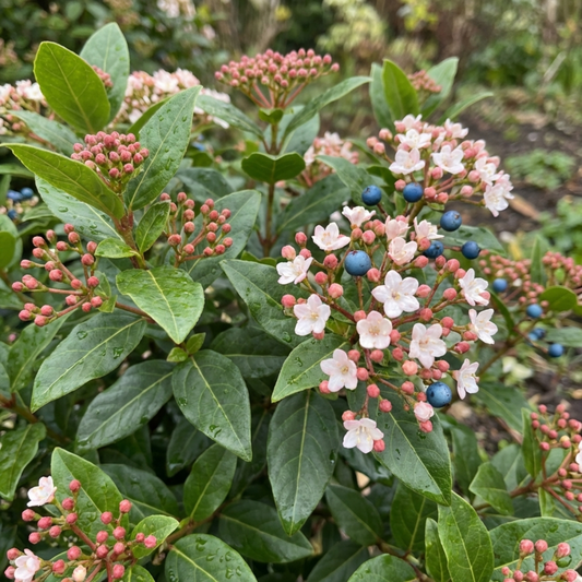 Viburnum Tinus Gwenllian Hardy Evergreen Flowering Shrub Plants, Winter Flowering Hedge, Outdoor Garden Ready, 11cm Root-Ball