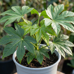 Fatsia Japonica Japanese Aralia Plant, Hardy Evergreen Shade Loving Shrub, 7.5 Litre Root-Ball