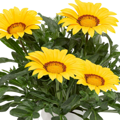 Gazania Kiss Yellow Improved | 3 or 6 1L Pots