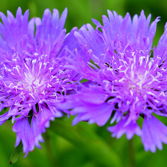 Stokesia Mel's Blue | 3L Pot