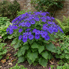 Senetti Pericallis Pop Bang Blue Plant, Outdoor Garden Ready Summer Flowering, 6.5 Litre Root Ball