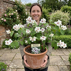 1 Philadelphus Belle Etoile Mock Orange Plant, Fragrant White Flowering Shrub, 3 Litre Root Ball