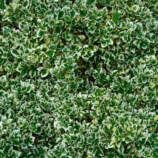 Euonymus Bravo