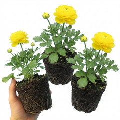 Ranunculus Vortex Lemonade Persian Buttercup Plants, Hardy Yellow Perennials, Spring & Autumn Flowering, Outdoor Garden Ready, 1 Litre Root-Ball