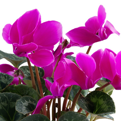 Cyclamen Purple | 3 or 6 1L Pots