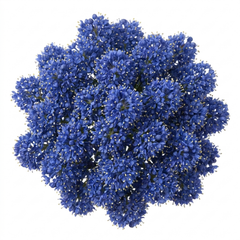 1 Large Plant - Ceanothus Pugets Blue, Ready to Plant in Your Garden, 2L Pot
