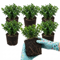 Euonymus Microphyllus Hardy Evergreen Shrub Plants, Japanese Spindle Hedge, Box Blight Alternative, Outdoor Garden Ready, 1 Litre Root-Ball